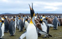 Sites within the Key Biodiversity Areas, KBA, which were noted as of particular importance were the rich waters around the Jason Islands, New Island, Bird Island and Saunders Island