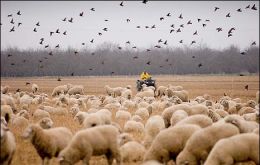 Magallanes in the extreme south, is Chile’s main sheep farming territory.