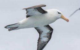 There have been outbreaks of Bird Flu reported among sea birds and some sea mammals in Chile, Argentina and Uruguay  