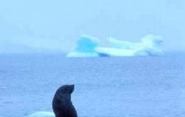 Ice along the Antarctic Peninsula is largely melting and thus retreating