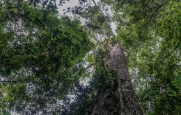 The tree is believed to be between 400 and 600 years old