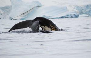 Findings discovered that humpback whales near the Antarctic Peninsula were present in far higher numbers early in the season than anticipated. 