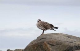 Avian flu has been tested in kelp gulls. Photo credit_Lloyd Peck.