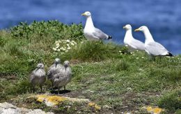 Bird Island is one of the most closely monitored seabird and seal colonies in the world, so ongoing studies will reveal the impacts of the disease in detail. 