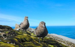 Brown skua (Catharacta antarctica) on Bird Island, South Georgia (Richard Phillips)