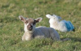 Currently, farmers get 100% of the animal's market value, but increasing disease rates and prices saw the bill reach £38m in 2022/23. This is part of the overall bTB program costs totaling £53m.