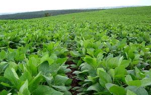 Green fields of soy beans after the rain