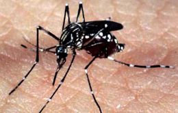 Local authorities will hold a rally on Saturday to boost awareness against the aedes aegypti mosquito