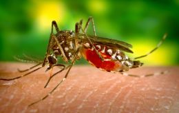 Brazil could have twice as many dengue cases this year as in 2023, Trinidade said