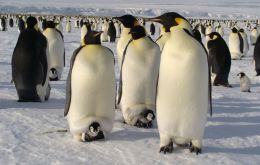 Emperor penguins (Aptenodytes forsteri) breed on sea ice during the Antarctic winter