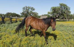 Equine encephalomyelitis calls for the same measures recommended to avoid dengue or zika, Rando explained