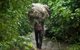 Slave labor is frequent on many Brazilian farms and fazendas