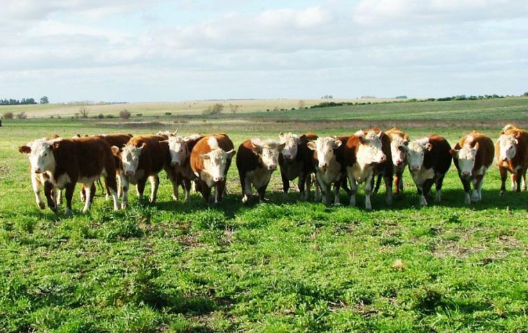 North America, mainly US, has been the main destination of Uruguayan beef in the first half of this year, ahead of China