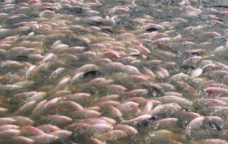 Global projections of exploitable fish biomass show declines of more than 10%, particularly under the high-emissions scenario, by mid-century