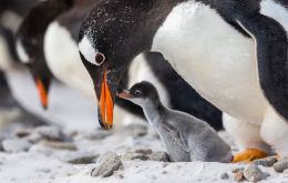 ”Launched in 1979, Falklands Conservation has built an excellent reputation for scientific research and youth education, alongside environmental advocacy and action. 