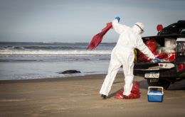 A sea lion, presumably killed by avian flu, lies on the beach at Cabo Polonio, Uruguay. Photo: Sebastián Astorga