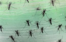 Federal health authorities will be deploying a biotechnological tactic to disarm the Aedes Aegypti mosquito