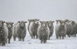 The snow covering the pastures is making it difficult for the animals to eat, Jamieson explained