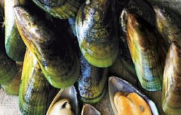 Production and export of mussels in Chile increased slightly but income in dollars  climbed 5.9%