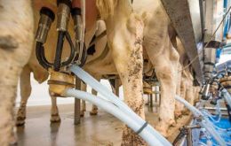 Dairy farming is believed to contribute greatly to the production of human-related greenhouse gases