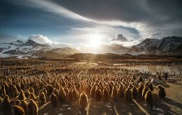 King penguins at St Andrews Bay, South Georgia. [IAN PARKER, UNSPLASH]