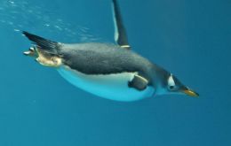 A Gentoo rookery in Saunders Island