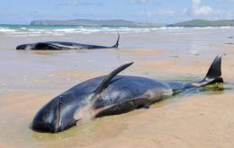 At sea cetaceans form family pods, which include multiple generations of pilot whales all related to a single female