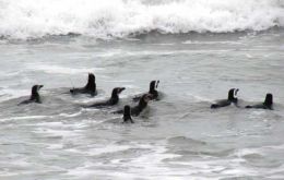 Penguins carrying satellite transmitters