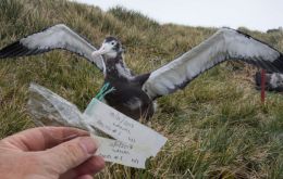 Plastic debris collected from the nest of a wandering albatross on Bird Island. (Pic BAS)