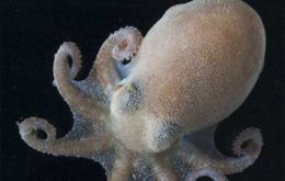 Octopus, probably Pareledone species, from 500m depth on the Bellingshausen Sea continental shelf.Pic BAS.)