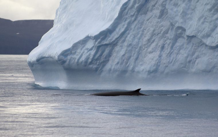 A fin whale surfaces near Elephant Island, Antarctica. Photo: Ryan Reisinger.