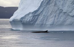 A fin whale surfaces near Elephant Island, Antarctica. Photo: Ryan Reisinger.