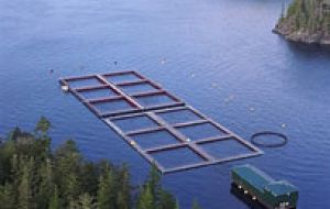 Salmon Farming