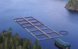 Salmon Farming