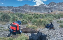 HPAI was first suspected on Bird Island off the northwest coast of South Georgia in October 2023 after the deaths of several brown skua. 