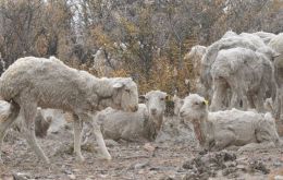 Unable to feed, with an extra weigh of ash mingled in the wool, sheep are condemned