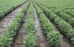 Over a million hectares are now planted with soybeans  