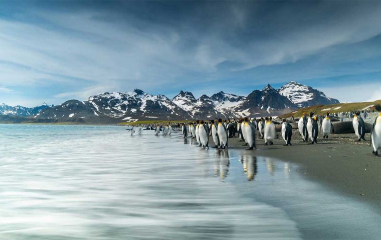 A colony of King penguins in South Georgia 