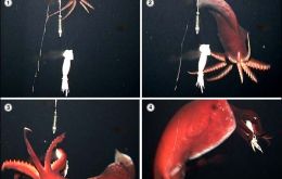 The squid in action: 1. The squid swims towards the bait; 2. It spreads its arms wide; 3. It swims around the bait, twisting its body; 4. It grabs the bait with its eight arms.