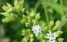 Stevia a  nature's sweetener