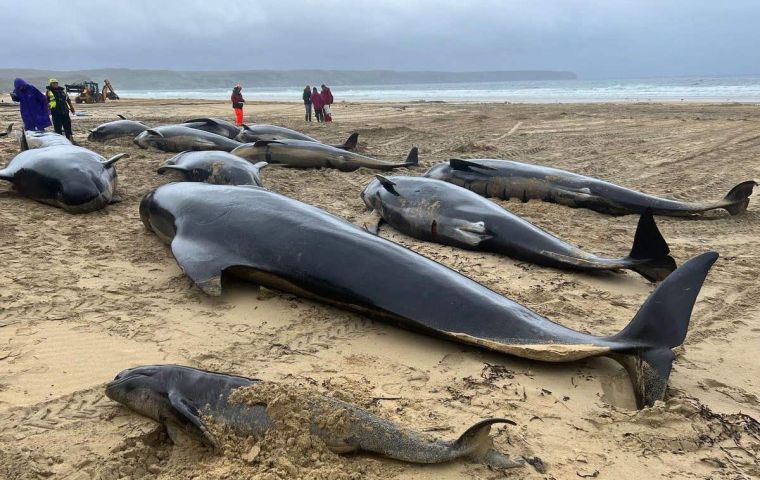 The British Divers Marine Life Rescue charity (BDMLR) said 55 of the animals washed up on the Isle of Lewis in the Outer Hebrides.