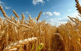 Cereal Price Index dropped by 0.5% from July, driven by lower global wheat export prices amid competitively priced Black Sea supplies