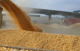 Over the past 12 months, a total of 5.7 million tons of wheat arrived at Brazilian ports—the highest 12-month cumulative result since December 2022