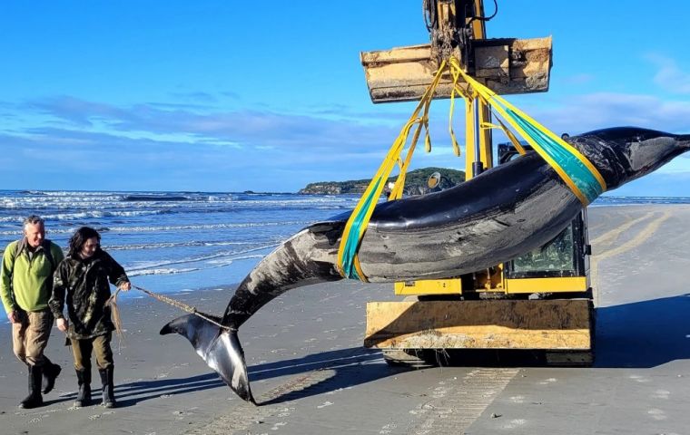 The remains of the five-meter long creature, a type of beaked whale, found in New Zealand should help science explore some of the mysteries.